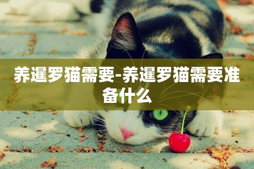 養暹羅貓需要-養暹羅貓需要準備什么