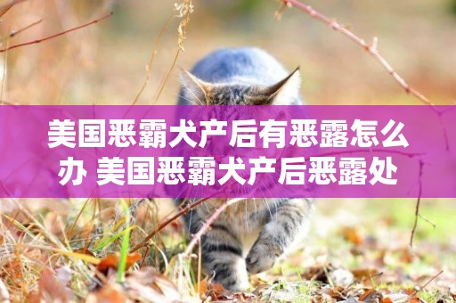 美國惡霸犬產后有惡露怎么辦 美國惡霸犬產后惡露處理方法