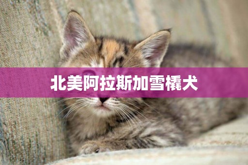 北美阿拉斯加雪橇犬