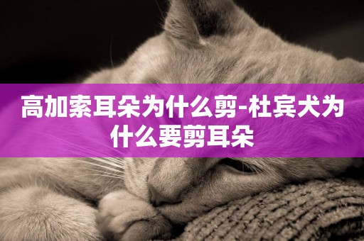 高加索耳朵為什么剪-杜賓犬為什么要剪耳朵