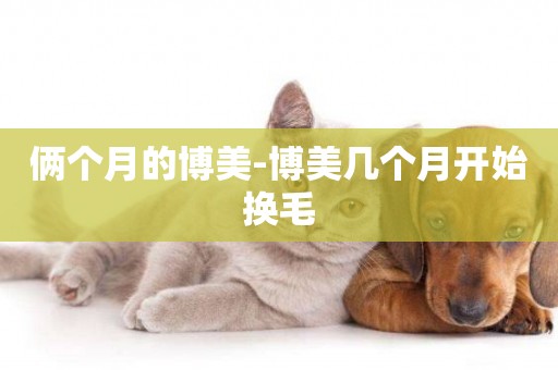 倆個月的博美-博美幾個月開始換毛