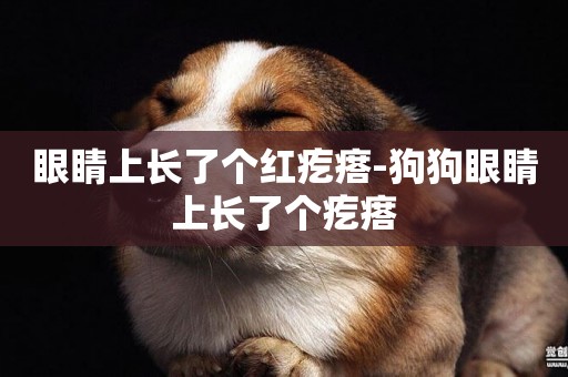 眼睛上長了個紅疙瘩-狗狗眼睛上長了個疙瘩