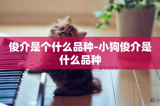 俊介是個什么品種-小狗俊介是什么品種