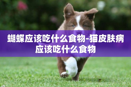 蝴蝶應該吃什么食物-貓皮膚病應該吃什么食物