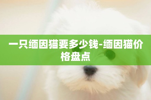 一只緬因貓要多少錢-緬因貓價格盤點