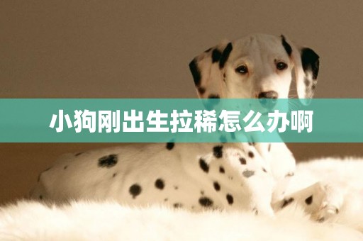 小狗剛出生拉稀怎么辦啊