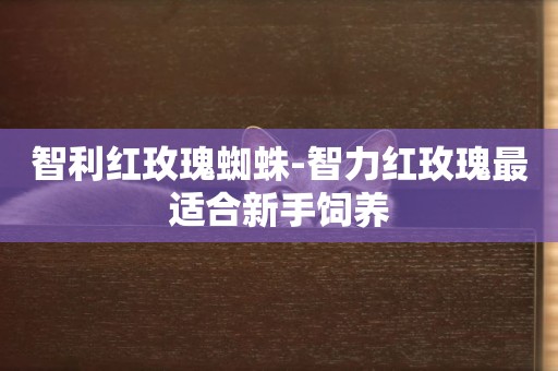 智利紅玫瑰蜘蛛-智力紅玫瑰最適合新手飼養