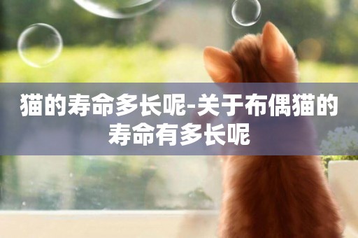 貓的壽命多長呢-關于布偶貓的壽命有多長呢
