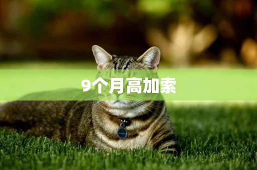 9個月高加索