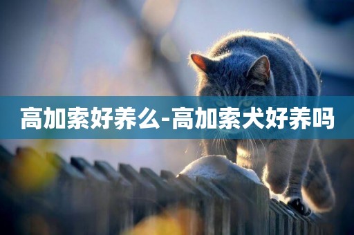 高加索好養么-高加索犬好養嗎