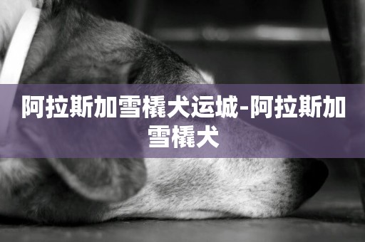 阿拉斯加雪橇犬運城-阿拉斯加雪橇犬