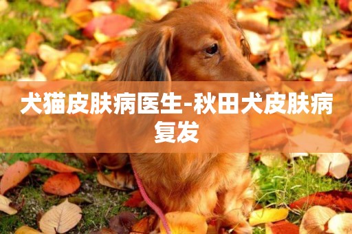 犬貓皮膚病醫生-秋田犬皮膚病復發
