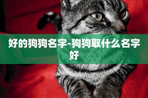 好的狗狗名字-狗狗取什么名字好