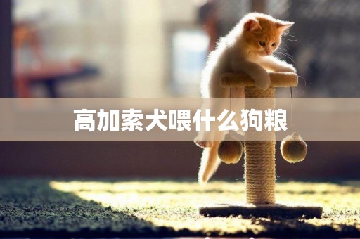 高加索犬喂什么狗糧