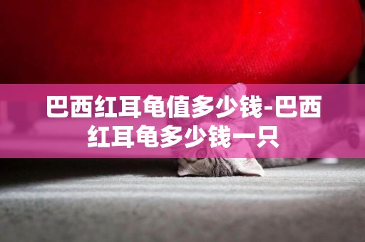 巴西紅耳龜值多少錢-巴西紅耳龜多少錢一只