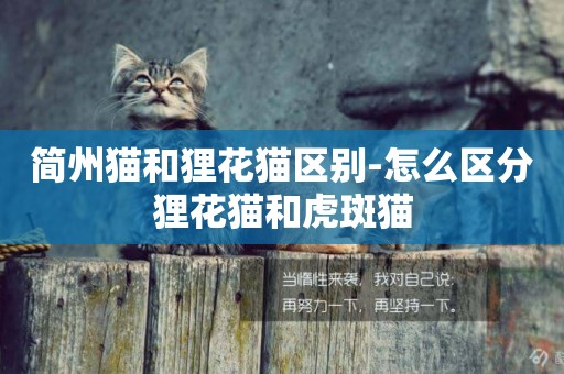 簡州貓和貍花貓區別-怎么區分貍花貓和虎斑貓