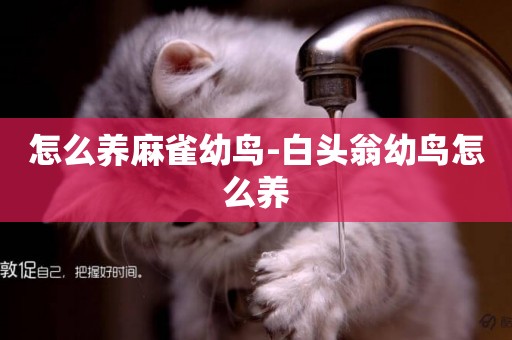 怎么養麻雀幼鳥-白頭翁幼鳥怎么養