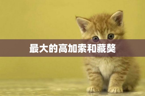 最大的高加索和藏獒