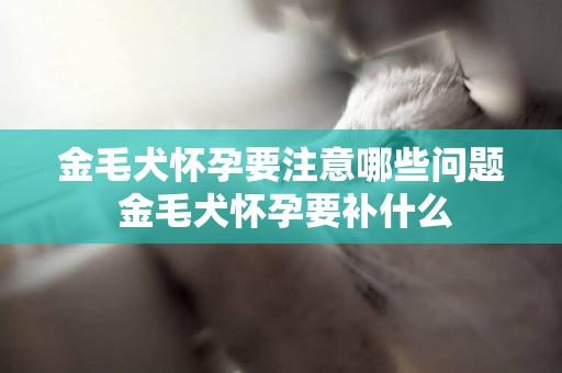 金毛犬懷孕要注意哪些問題 金毛犬懷孕要補什么 金毛犬懷孕要注意哪些問題 金毛犬懷孕要補什么