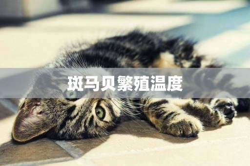 斑馬貝繁殖溫度