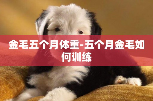 金毛五個月體重-五個月金毛如何訓練