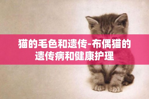 貓的毛色和遺傳-布偶貓的遺傳病和健康護理