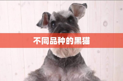 不同品種的黑貓