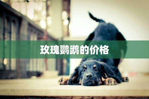 玫瑰鸚鵡的價格