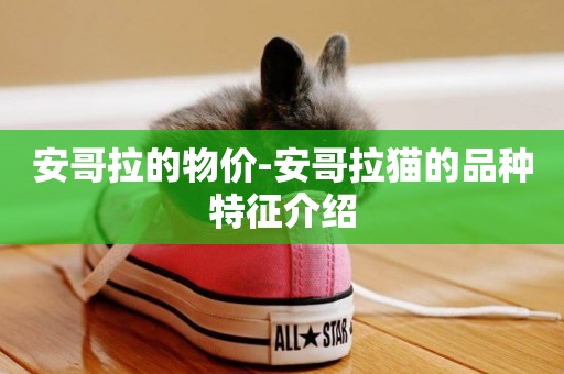 安哥拉的物價-安哥拉貓的品種特征介紹