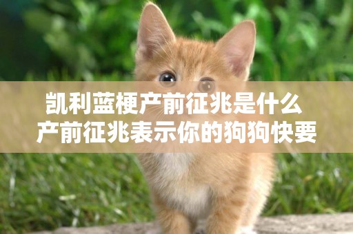 凱利藍梗產前征兆是什么 產前征兆表示你的狗狗快要生產了