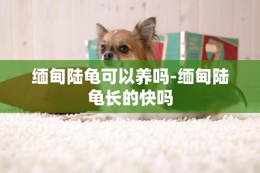 緬甸陸龜可以養嗎-緬甸陸龜長的快嗎