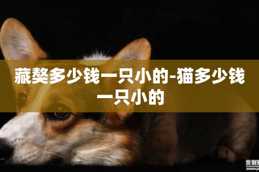 藏獒多少錢一只小的-貓多少錢一只小的