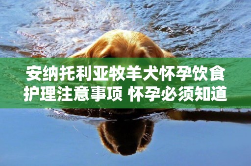 安納托利亞牧羊犬懷孕飲食護理注意事項 懷孕必須知道的！