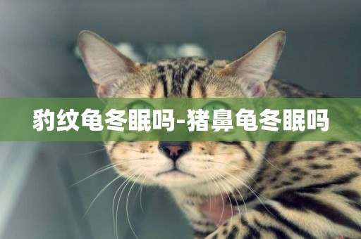 豹紋龜冬眠嗎-豬鼻龜冬眠嗎