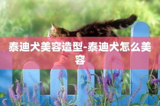 泰迪犬美容造型-泰迪犬怎么美容