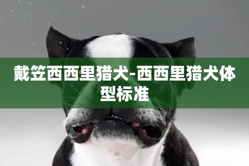 戴笠西西里獵犬-西西里獵犬體型標準