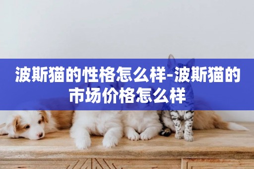 波斯貓的性格怎么樣-波斯貓的市場價格怎么樣