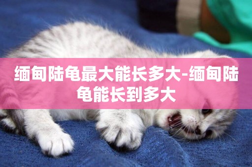 緬甸陸龜最大能長多大-緬甸陸龜能長到多大