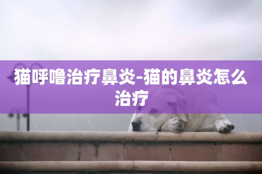 貓呼嚕治療鼻炎-貓的鼻炎怎么治療