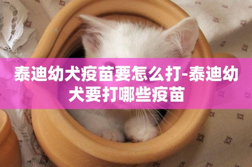 泰迪幼犬疫苗要怎么打-泰迪幼犬要打哪些疫苗