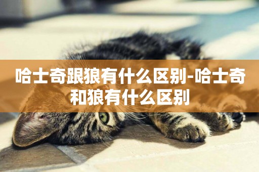 哈士奇跟狼有什么區別-哈士奇和狼有什么區別