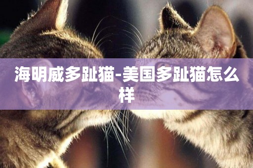 海明威多趾貓-美國多趾貓怎么樣