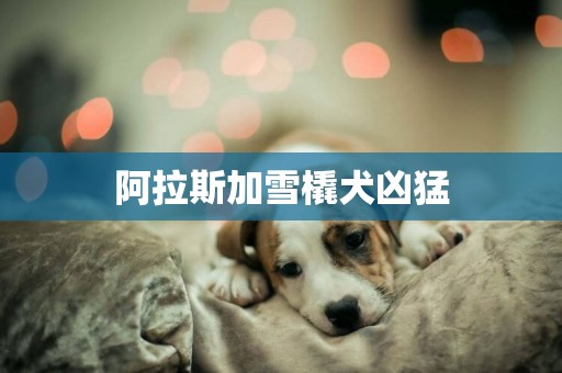 阿拉斯加雪橇犬兇猛