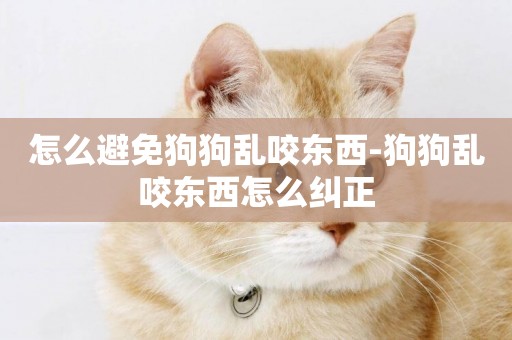 怎么避免狗狗亂咬東西-狗狗亂咬東西怎么糾正