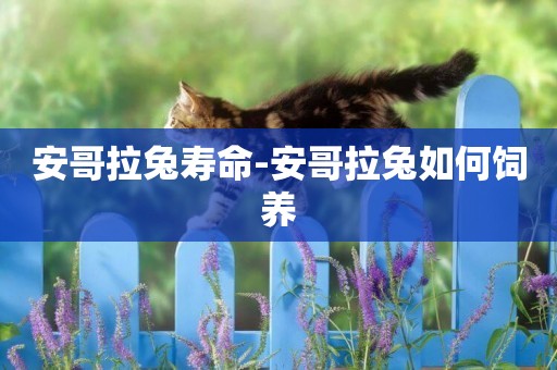 安哥拉兔壽命-安哥拉兔如何飼養