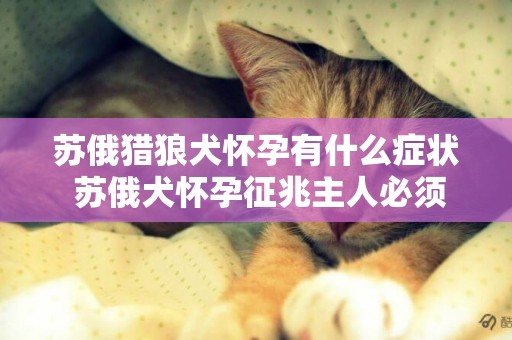 蘇俄獵狼犬懷孕有什么癥狀 蘇俄犬懷孕征兆主人必須知道！