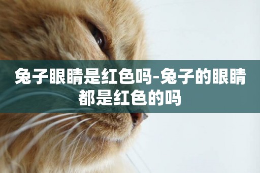 兔子眼睛是紅色嗎-兔子的眼睛都是紅色的嗎