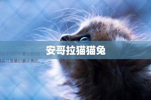 安哥拉貓貓兔