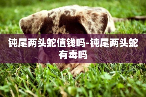 鈍尾兩頭蛇值錢嗎-鈍尾兩頭蛇有毒嗎