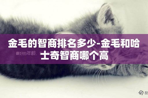 金毛的智商排名多少-金毛和哈士奇智商哪個高
